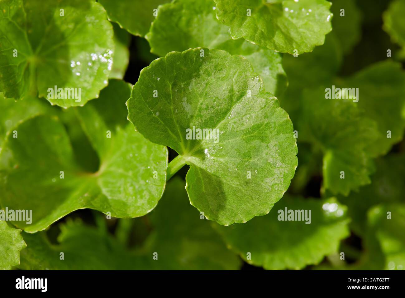 Frisches Grün mehrere Gotu Kola (Centella asiatica) Blätter mit Blick von oben. Selektive Fokusaufnahme. Natur und frisches pflanzliches Heilkonzept Stockfoto