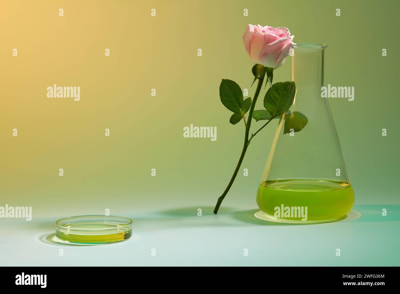 Ein Rosenzweig, der sich auf eine erlenmeyerkolbe stützt, verziert mit einer Petrischale aus Glas, die gelbe Flüssigkeit enthält. Ätherisches Rosenöl wirkt entspannend auf mA Stockfoto