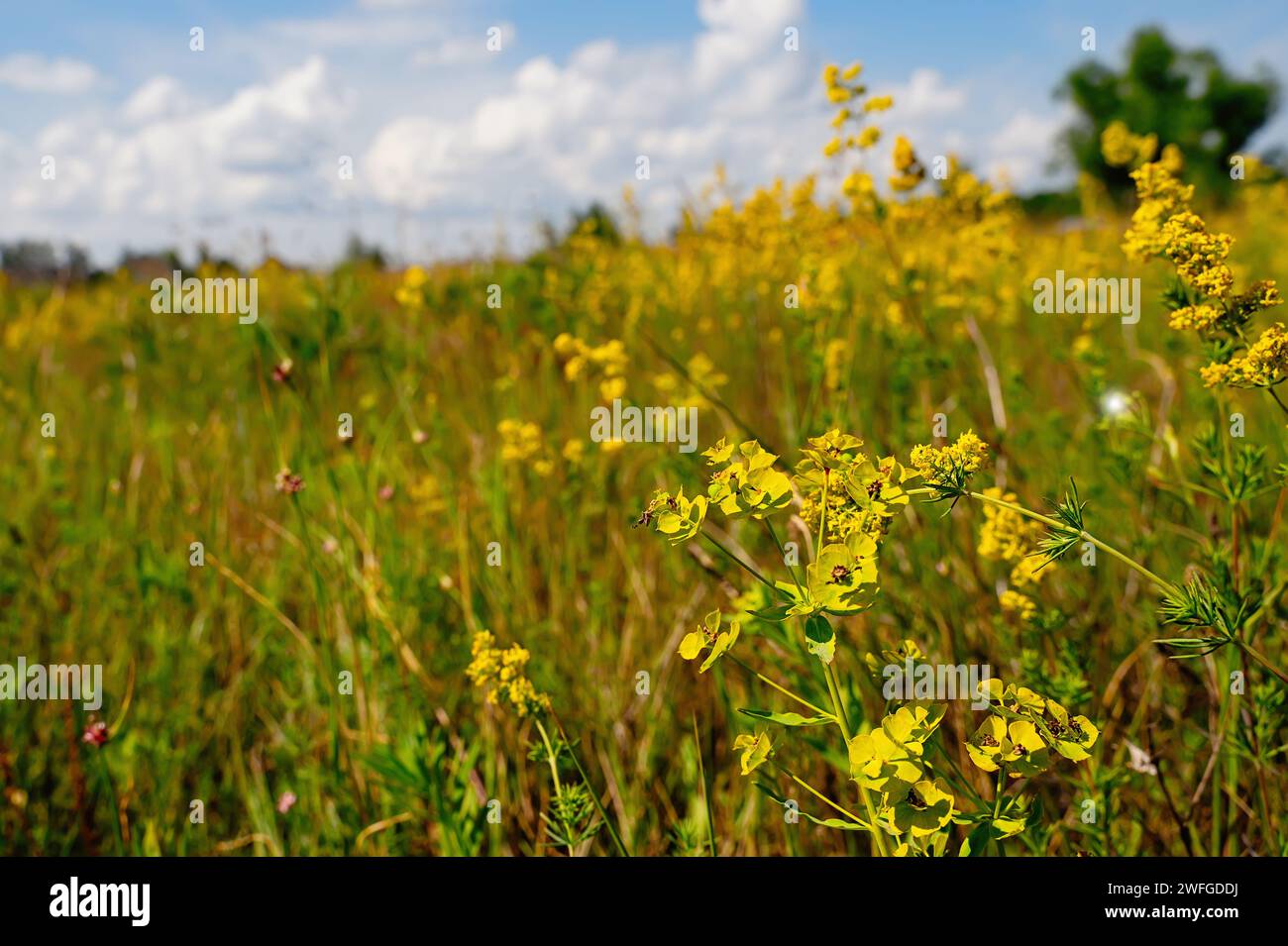 Euphorbia esula blüht auf einem Feld. Heilpflanzen. Auf einer blühenden Wiese im Vordergrund, eine große Pflanze Milchgras. Stockfoto