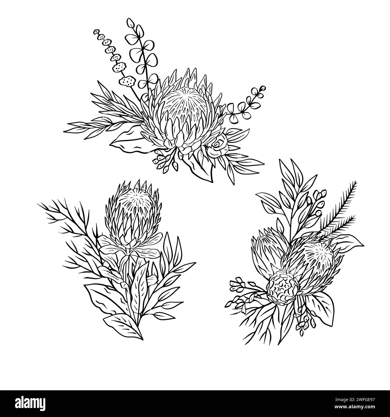 Einfarbige tropische protea-Blumen und Blätter-Bouquets Stock Vektor