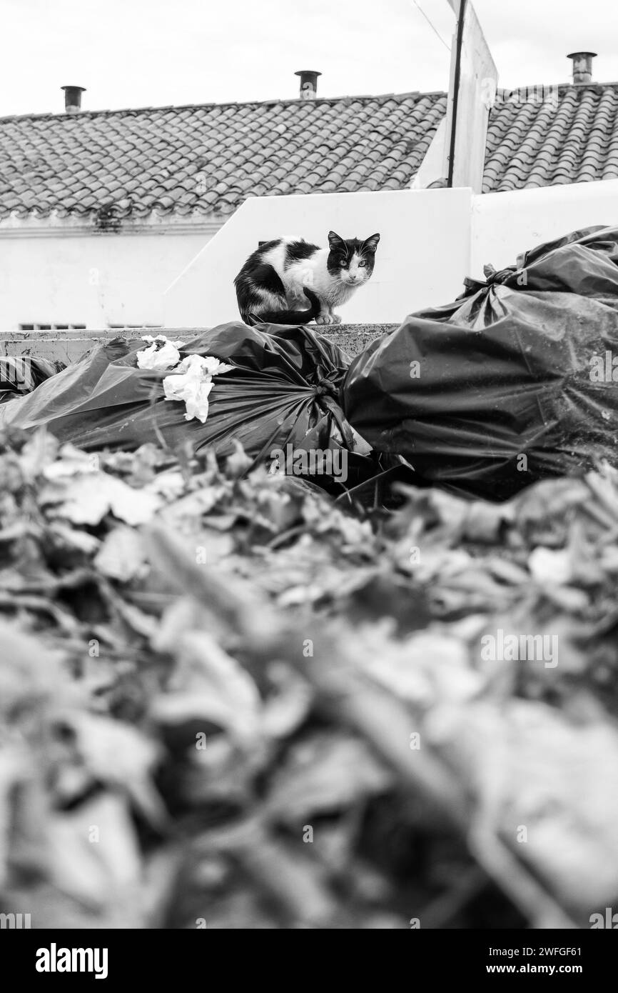 Detail einer verlassenen obdachlosen Katze, Adoption und Tierschutz Stockfoto