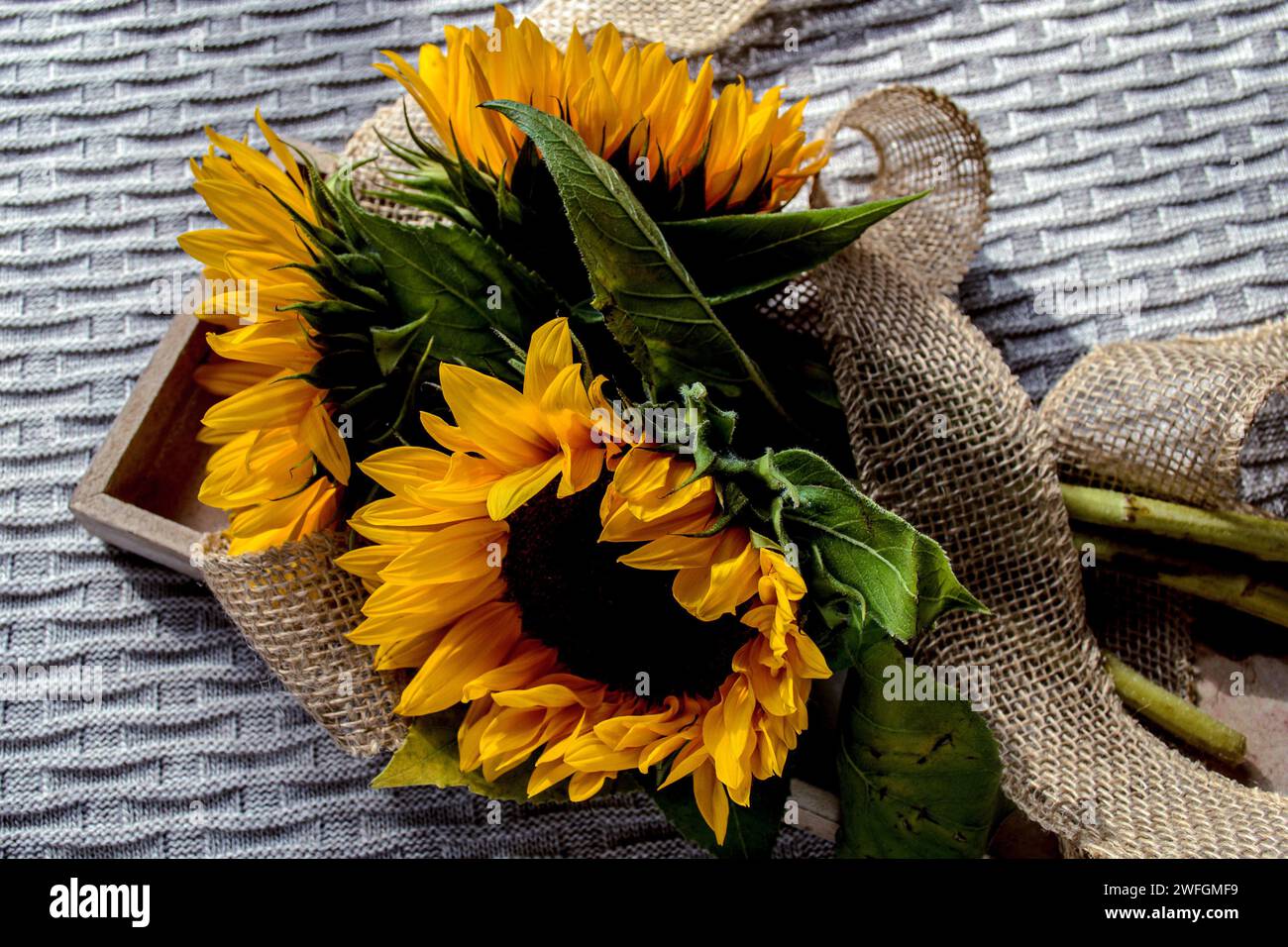 Drei Sonnenblumen in einer Holzkiste auf einem gestrickten Karo Stockfoto