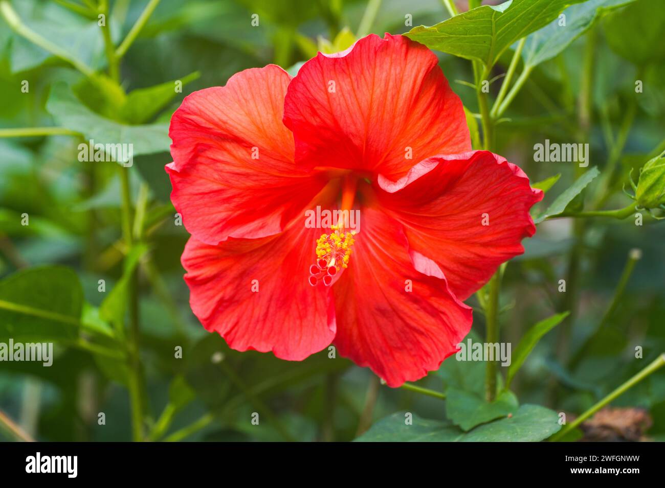 Rote Hibiskusblüte. Blühende Pflanze in Nahaufnahme. Stockfoto