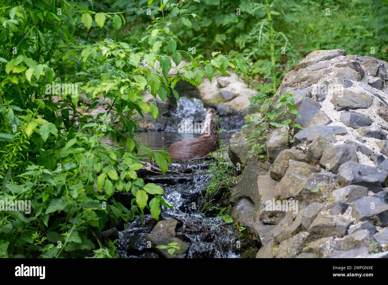 Ein Otter (Lutrinae) im Flachwasser durch einen kleinen Bach Stockfoto