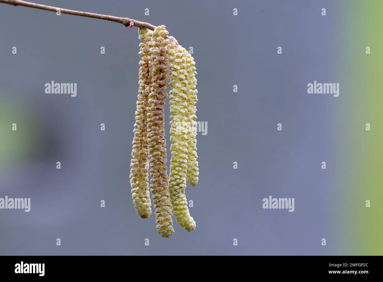Corylus avellana L. männliche Blütenstände einer Haselnuss bereits Ende januar 2024 in einem kölner Park Stockfoto