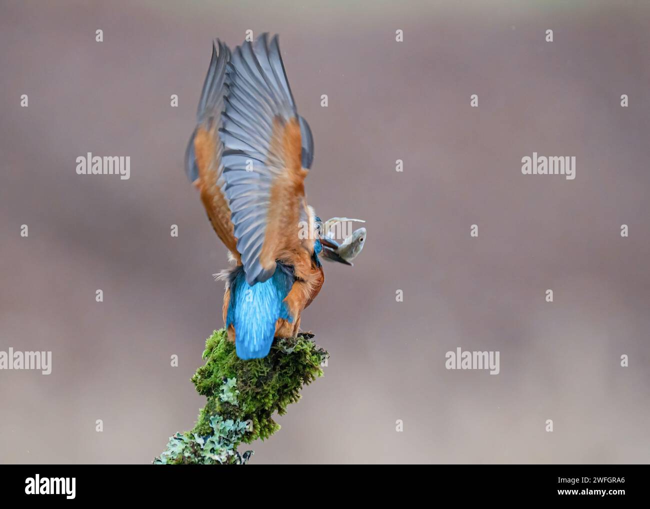 Kingfisher versuchte, sich selbst und sein Essen auszubalancieren britisches BILD eines Eisvogels, der eine Ballettposse auf einem Feuerdornbaum-Zweig anschlägt, wurden erfasst Stockfoto