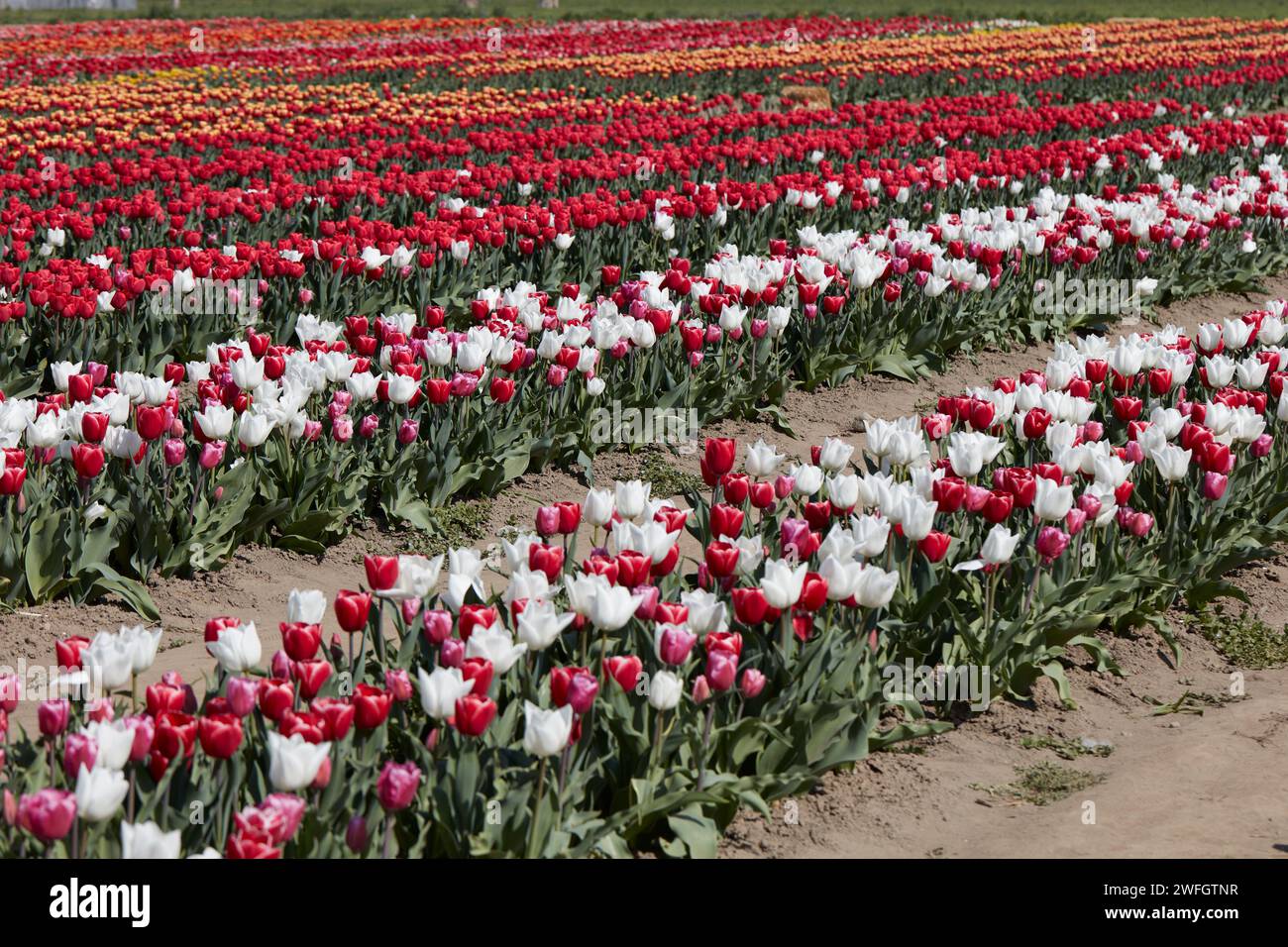 Tulpenblüten in weiß-rot, rosa, gelben Farben und Feld im Frühlingssonnenlicht Stockfoto