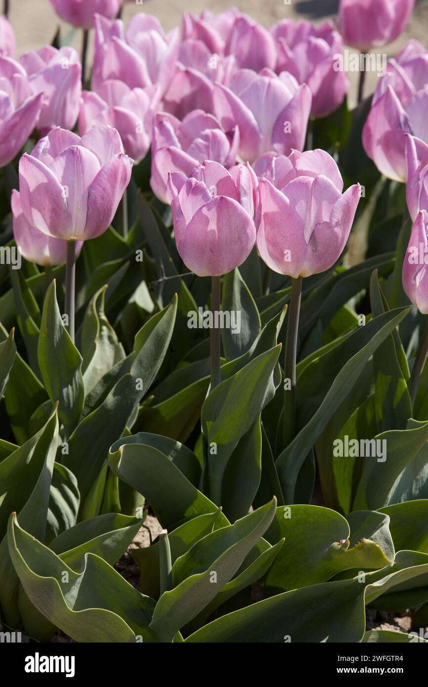 Tulpe Hellrosa Prinz blüht im Frühlingssonnenlicht Stockfoto