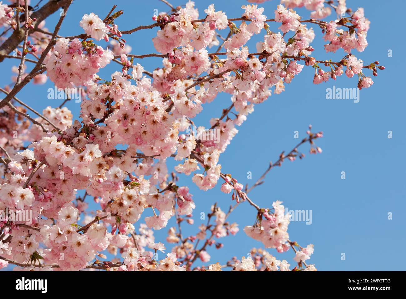 Kirschblüte, Äste mit rosa Blüten an einem sonnigen Frühlingstag, blauer Himmel Stockfoto