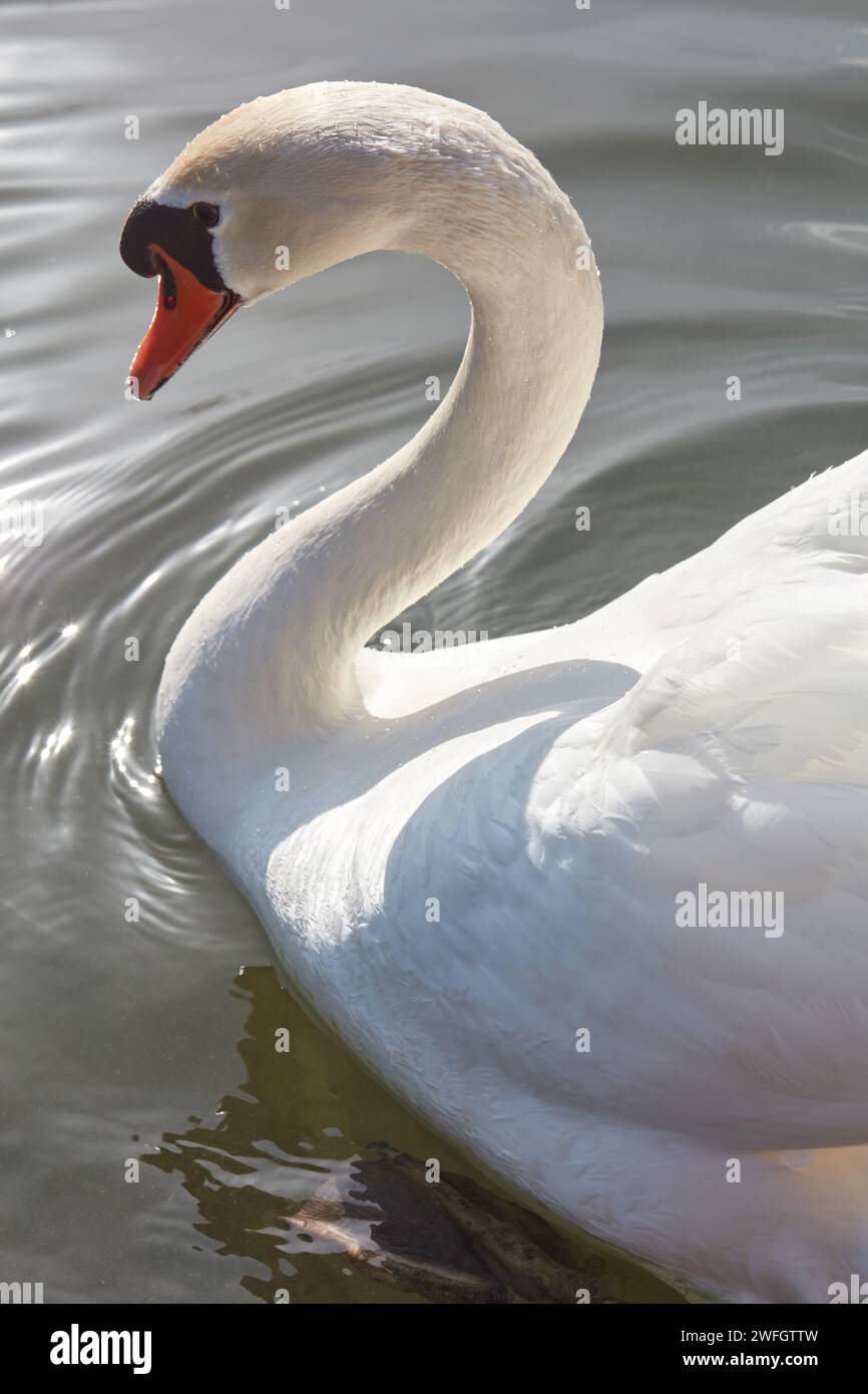 Weißer Schwan an einem sonnigen Tag Stockfoto