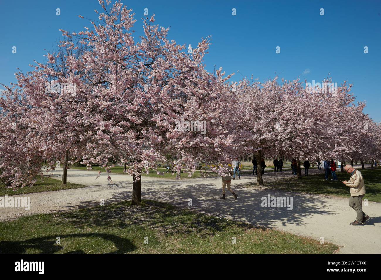 VENARIA REALE, ITALIEN - 29. MÄRZ 2023: Kirschblüte mit rosafarbenen Blüten und Menschen, die im Park Reggia di Venaria bei Sonnenlicht im Frühling spazieren gehen Stockfoto