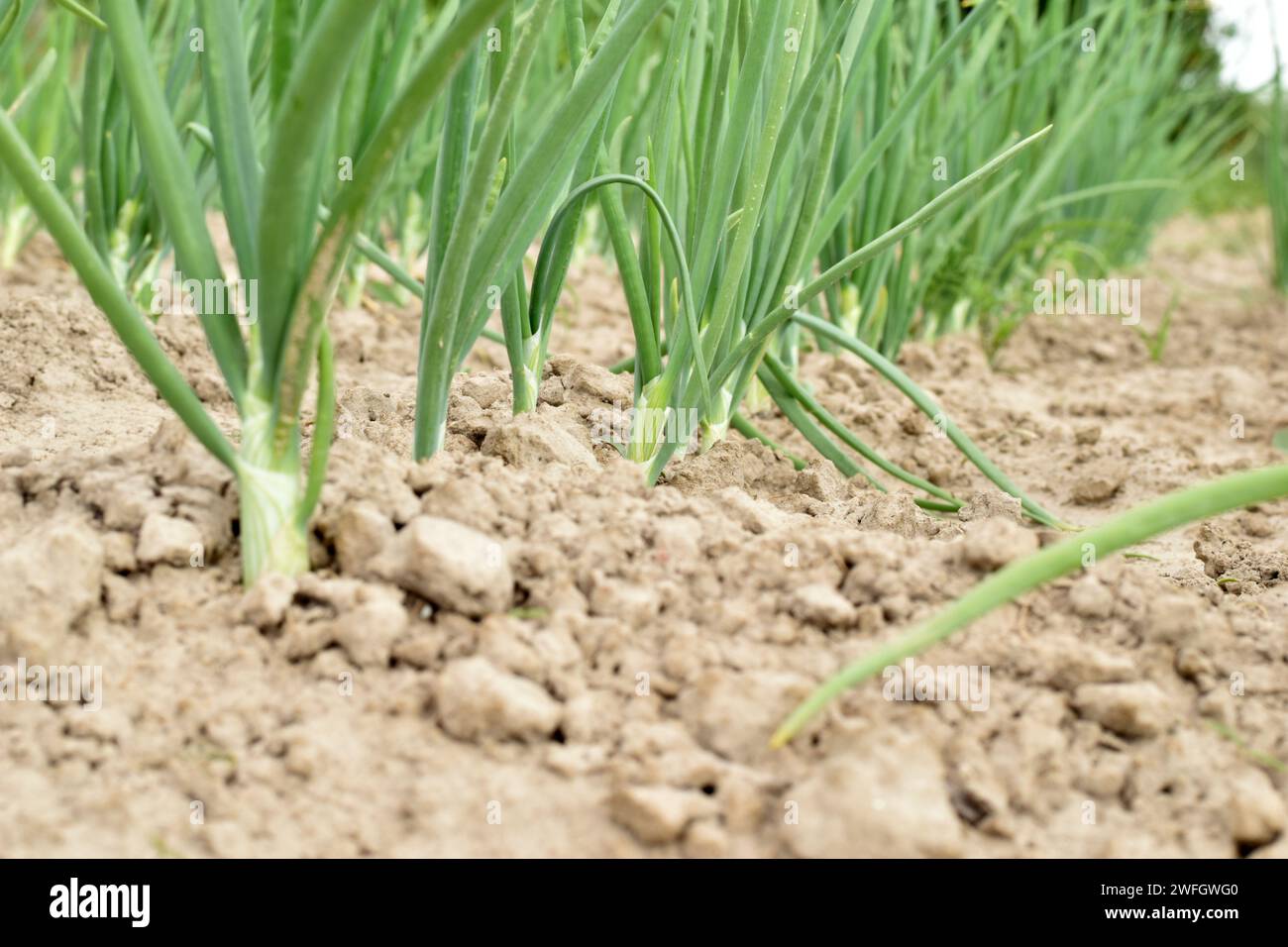 Eine Reihe langer grüner Blätter, die in einem Gemüsebeet wachsen. Stockfoto