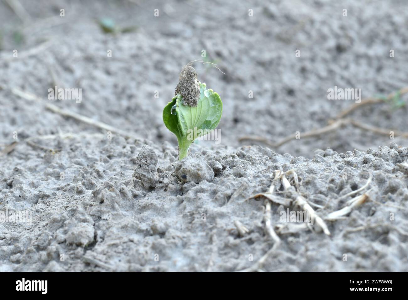 Die ersten beiden Blätter des zukünftigen Gurkenstrauchs brachen durch den Boden im Garten. Auf den Blättern blieb ein Samen, der in den Boden gepflanzt wurde. Stockfoto