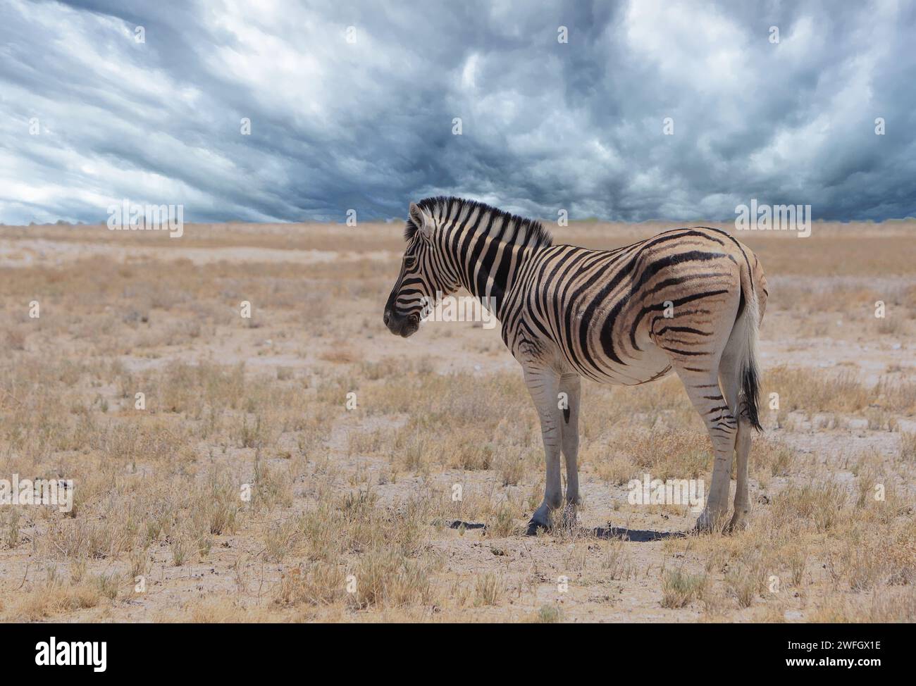 Ein einsames Zebra, das auf den riesigen offenen, leeren, trockenen afrikanischen Ebenen steht, mit einem stürmischen dramatischen Hintergrund Stockfoto