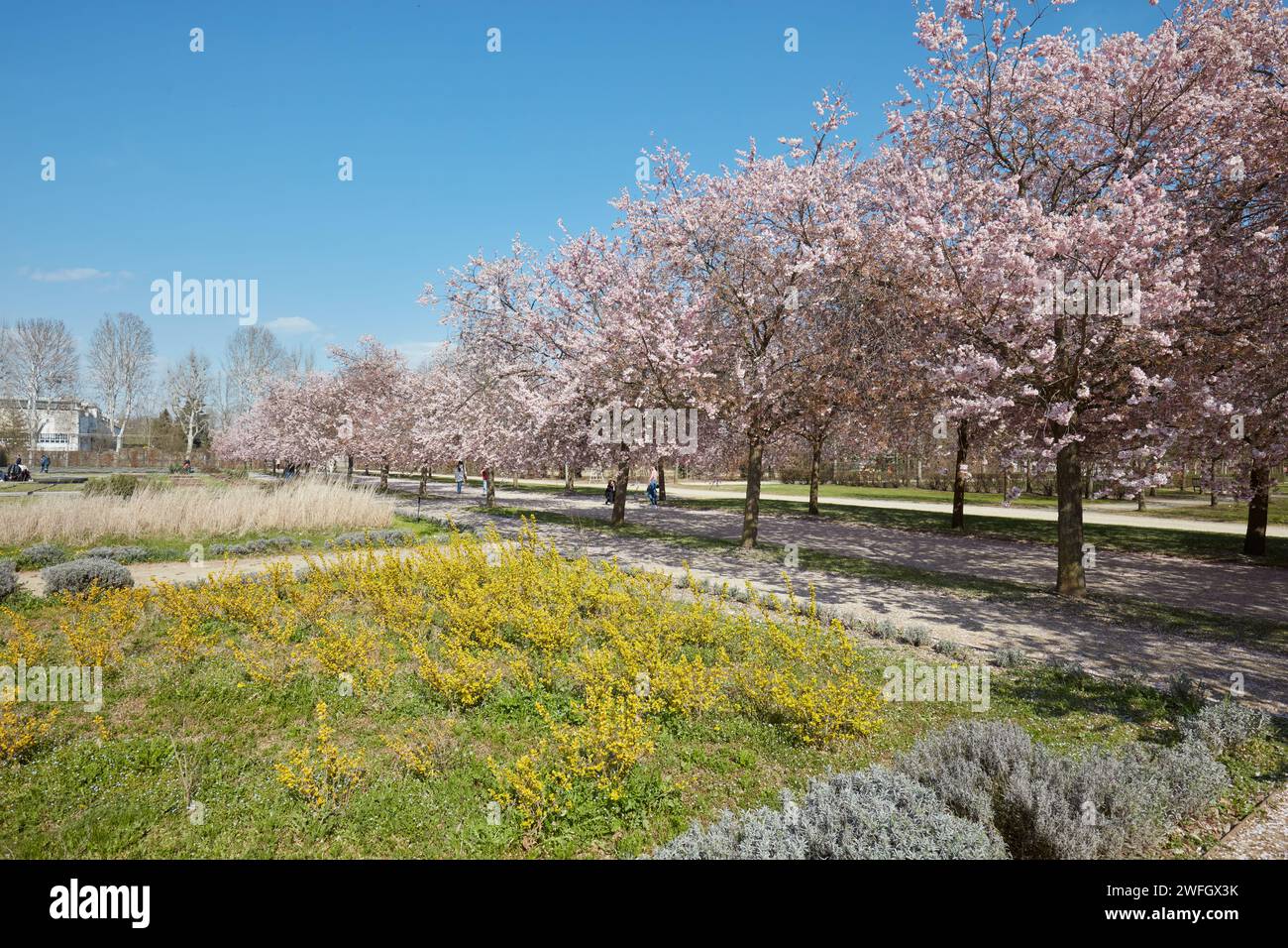 VENARIA REALE, ITALIEN - 29. MÄRZ 2023: Kirschblüte mit rosafarbenen Blüten und gelben Blumensträuchern im Park Reggia di Venaria bei Sonnenlicht im Frühling Stockfoto