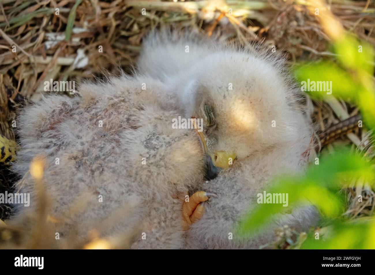 Die langbeinigen Bussarde (Buteo rufinus) sind 5 Tage alt, die Augen der Älteren sind offen. Weiße Küken im ersten Falschgefieder, sie halten keine Köpfe Stockfoto