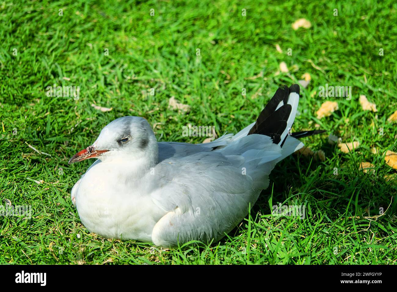 Kranke Möwe sitzt auf dem Rasen der Stadt Stockfoto