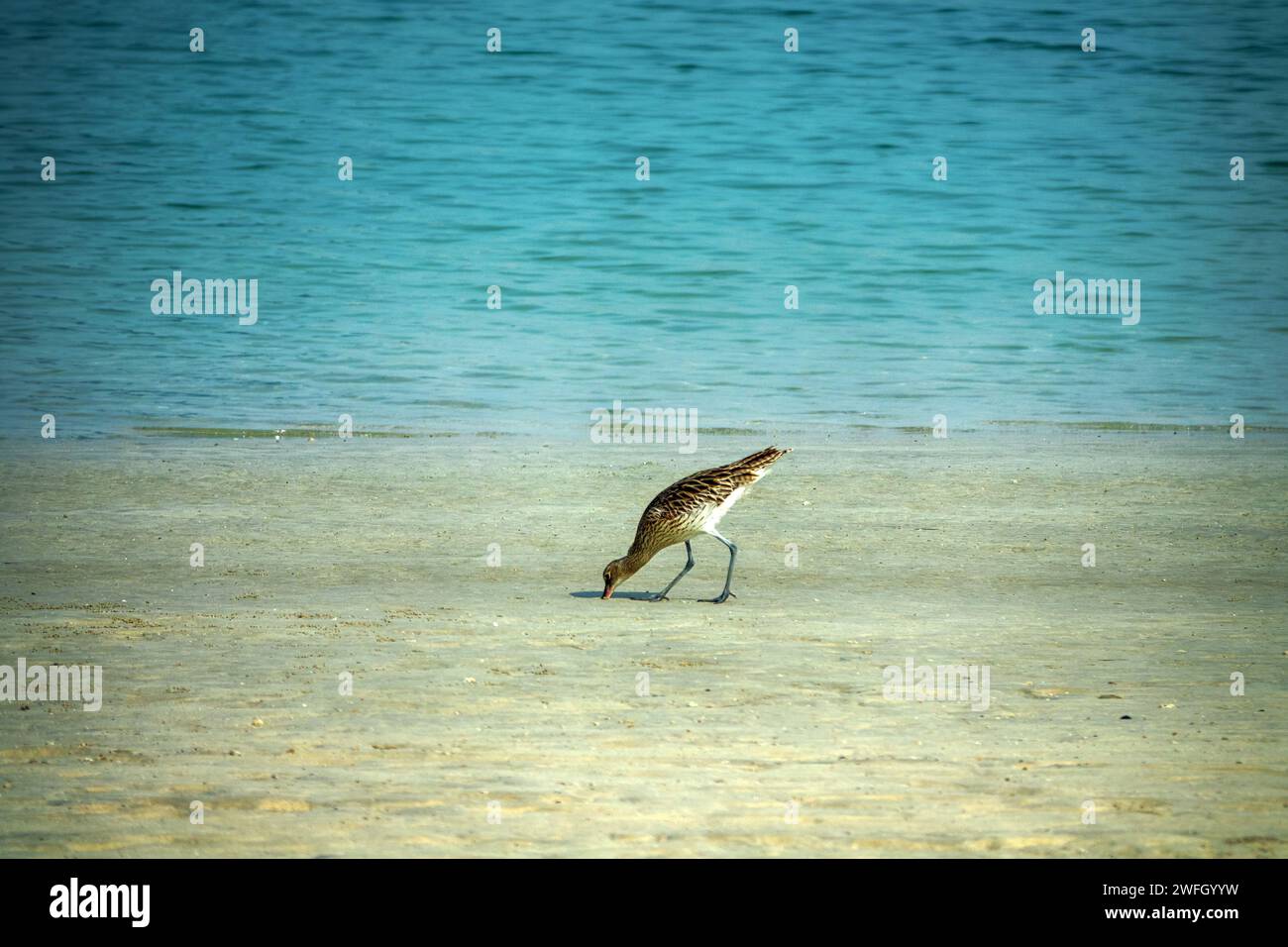 An der Küste des Persischen Golfs speist sich ein überwinterender europäischer Brach (Numenius arquata), der seinen langen geschwungenen Schnabel tief in den Sand steckt Stockfoto
