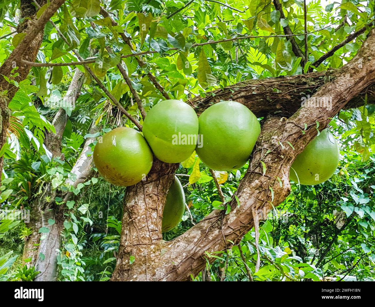Calabash-Baum, Krabasi, Kalebas, Huingo (Crescentia cujete), Früchte auf einem Baum Stockfoto