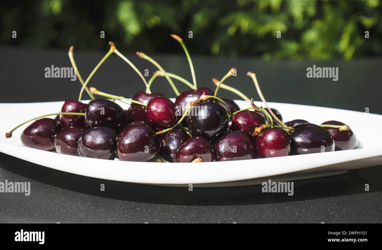 Kirschbaum, Süßkirsche (Prunus avium), Süßkirschen auf einem Teller Stockfoto