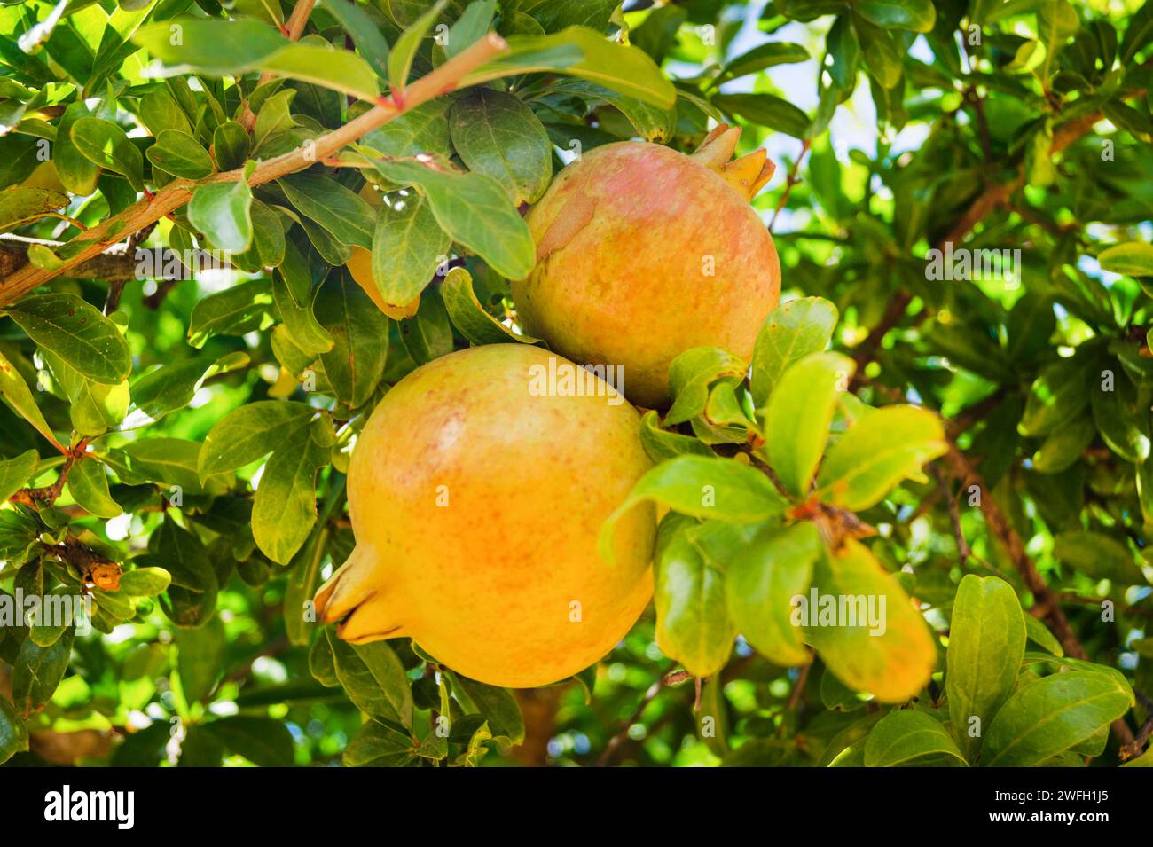 Granatapfel, anar (Punica granatum), Granatäpfel auf dem Baum Stockfoto