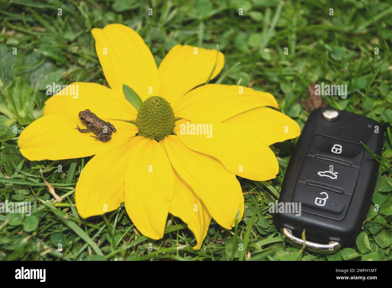 Autoschlüssel, Kröte und gelbe Blume auf einer Wiese, Symbol für E-Mobilität Stockfoto