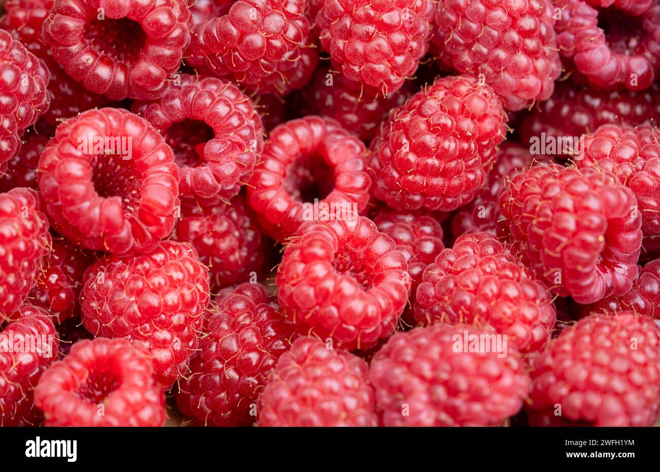 Europäische Rote Himbeere (Rubus Idaeus), gesammelten Himbeeren Stockfoto