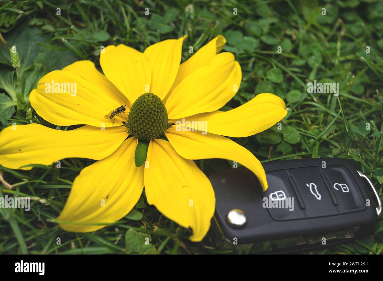 Autoschlüssel und gelbe Blume auf einer Wiese, Symbol für E-Mobilität Stockfoto