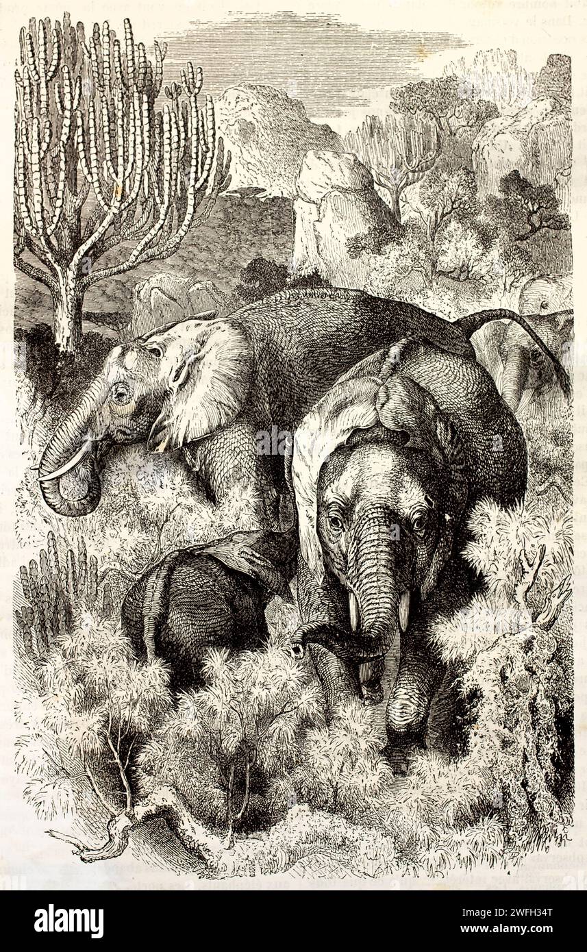 Alte gravierte Illustration des afrikanischen Buschelefanten. Erstellt von Kertschmer und Illner, veröffentlicht auf Brehm, Les Mammifers, Baillière et fils, Paris, 187 Stockfoto