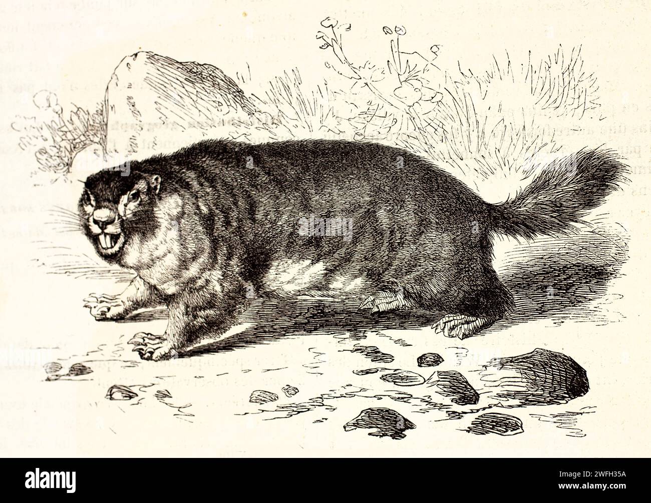 Bobak Murmeltier (Marmota bobak), das Zähne in defensiver Haltung auf unebenem Boden mit karger Vegetation sprüht. Gravierte Illustration aus Brehms Ausgabe 1878. Stockfoto