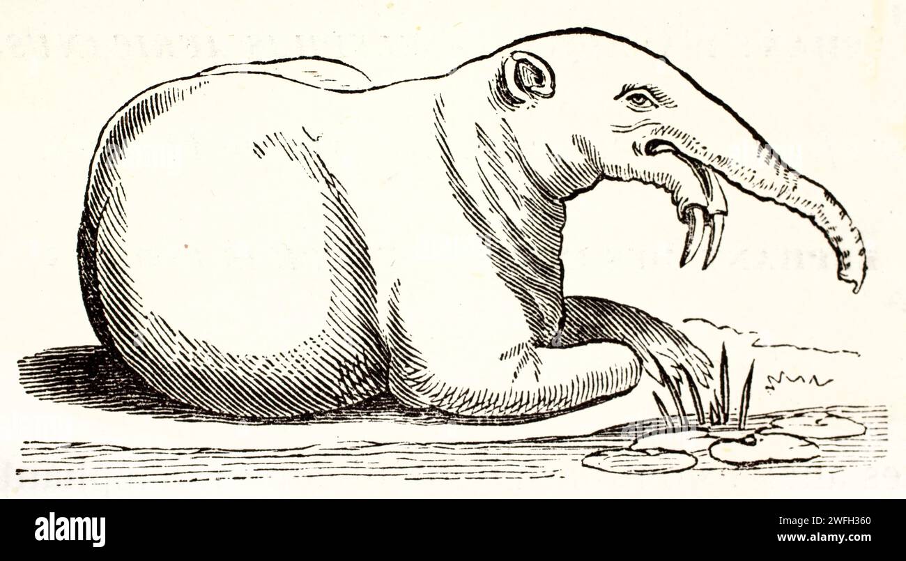 Alte gravierte Illustration von Dinotherium. Von unbekanntem Autor, veröffentlicht auf Brehm, Les Mammifers, Baillière et fils, Paris, 1878 Stockfoto