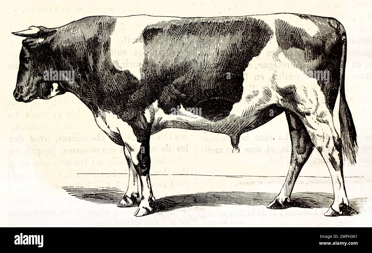 Niederländischer Gürtelbulle (Bos taurus) im Profil mit markantem Piebalmantel, isoliert auf weiß. Gravierte Illustration aus Brehms Les Mammifères, 1878 Hrsg Stockfoto