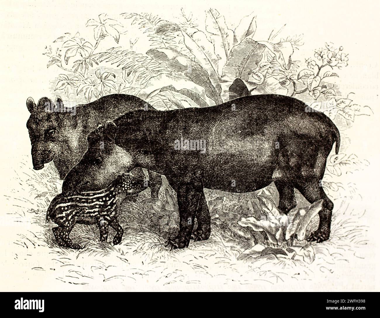 Südamerikanische Tapire (Tapirus terrestris) in dichtem Laub, mit erwachsenem Paar und geflecktem Kalb. Gravierte naturgeschichtliche Illustration aus dem Jahr 1878. Stockfoto