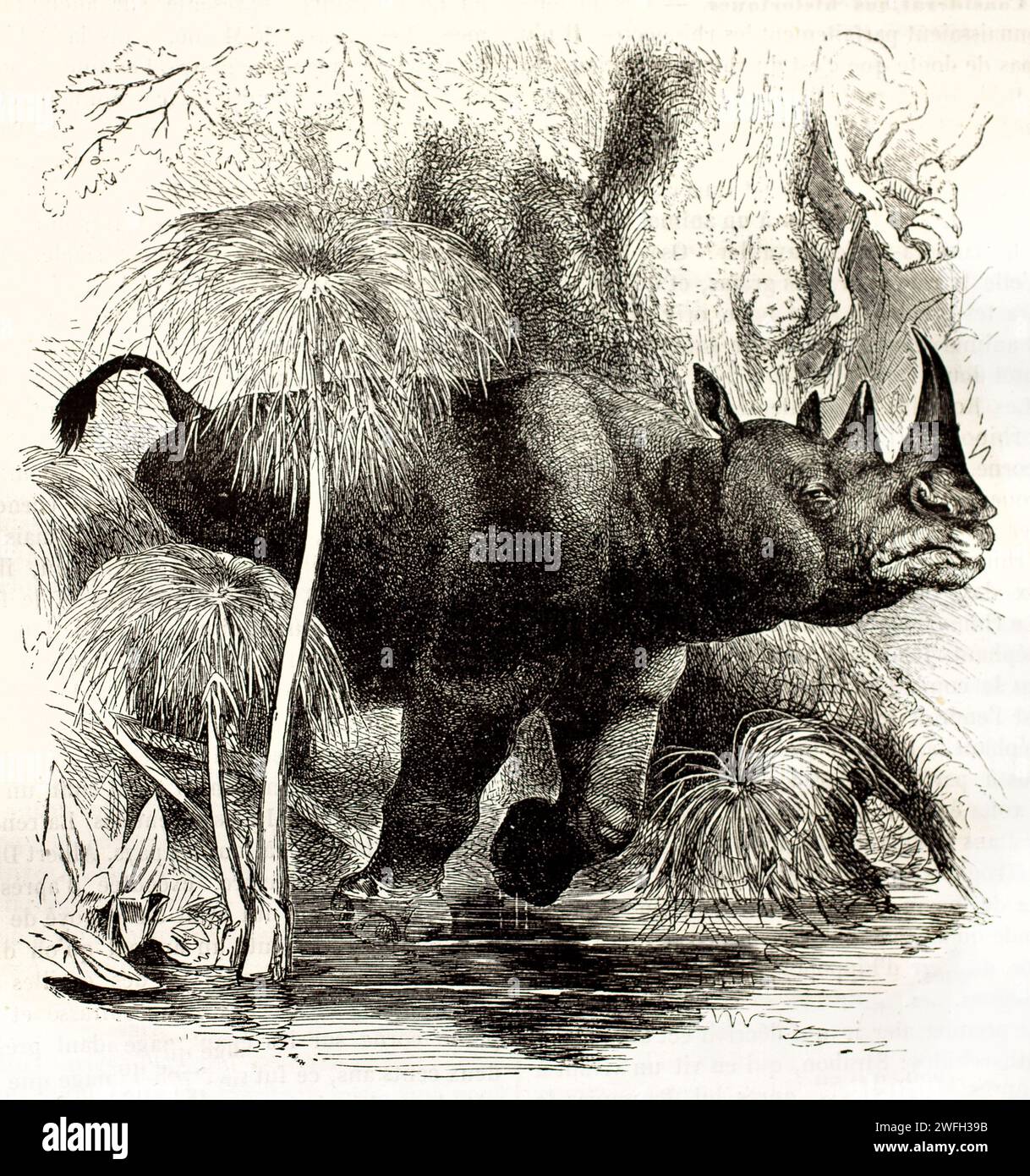 Südliches Schwarznashorn (Diceros bicornis bicornis), das durch Wasser aus dichter aquatischer Vegetation austritt. Gravierte zoologische Illustration, 1878 Stockfoto