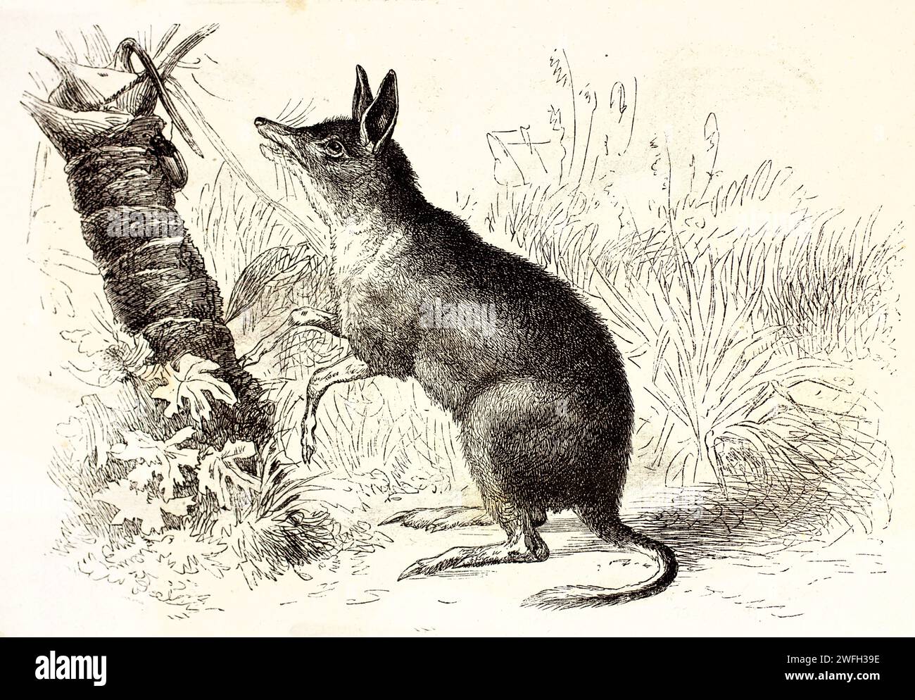 Südlicher Schweinefußbandicoot (Chaeropus ecaudatus), der sich in dichter Vegetation ernährt und sich bis zu einem Sträucher reicht. Zoologischer Gravur, 1878. Stockfoto