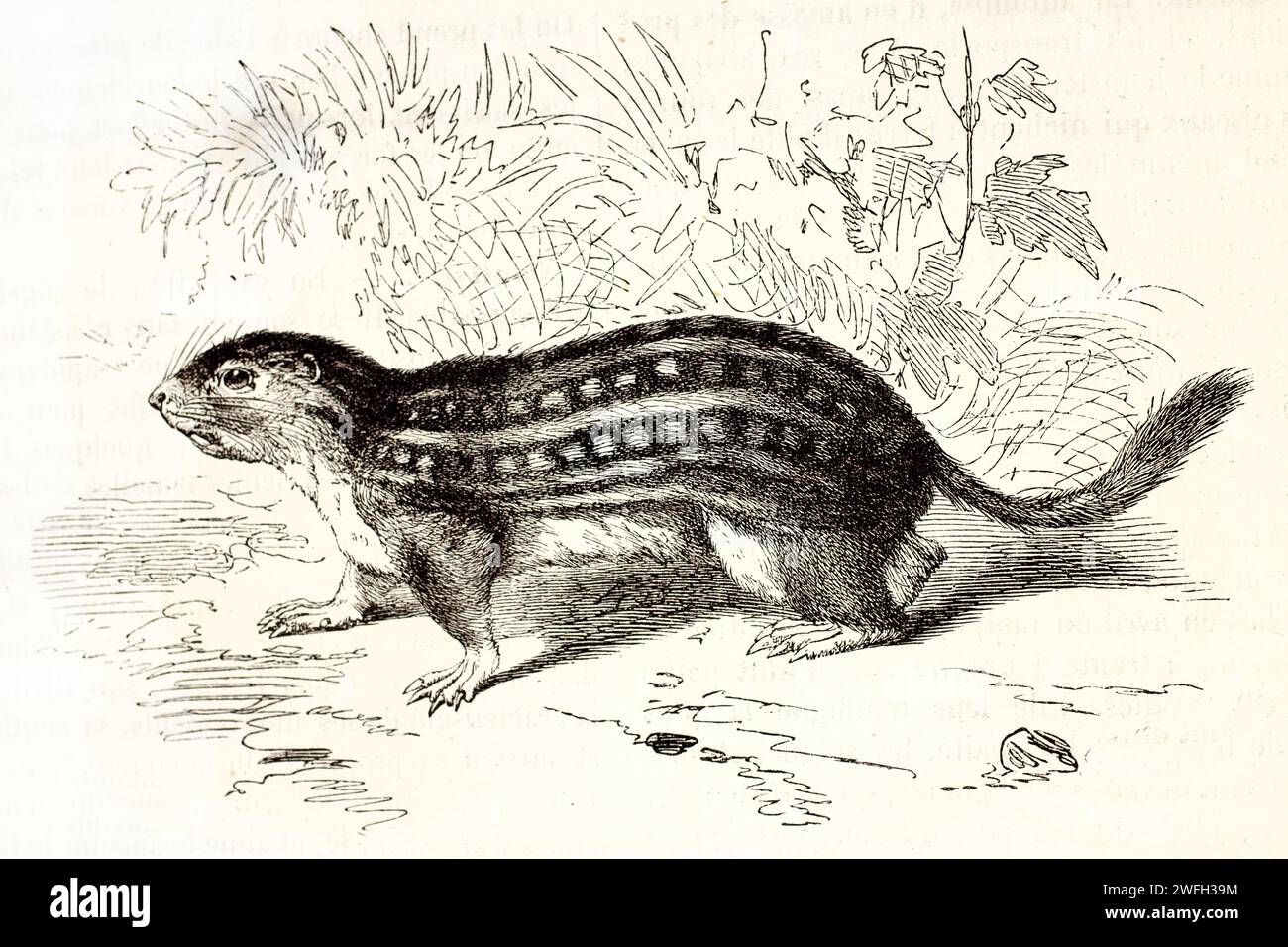 Dreizehn gesäumte Bodenhörnchen (Ictidomys tridecemlineatus), die langsam durch karge Vegetation laufen. Gravierte zoologische Illustration, veröffentlicht 1878 Stockfoto