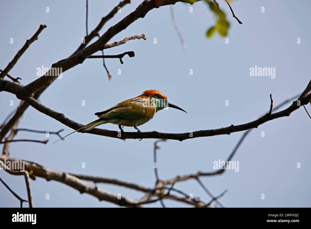 Asiatische Grünbienenfresser auf der Jagd nach Insekten Stockfoto