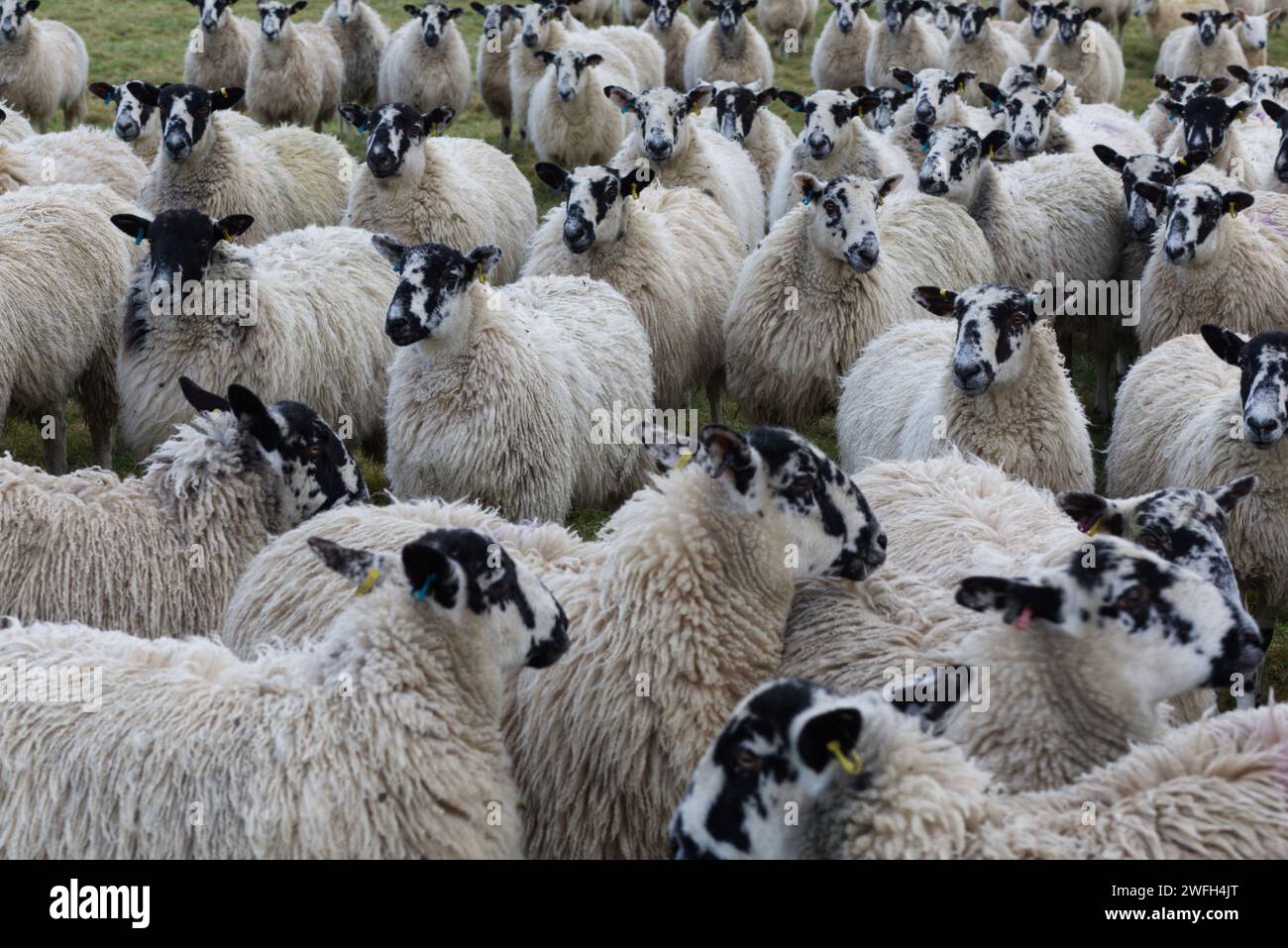 Schafe in einem Feld Stockfoto