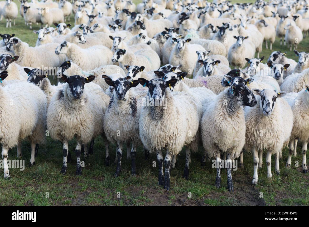 Schafe in einem Feld Stockfoto
