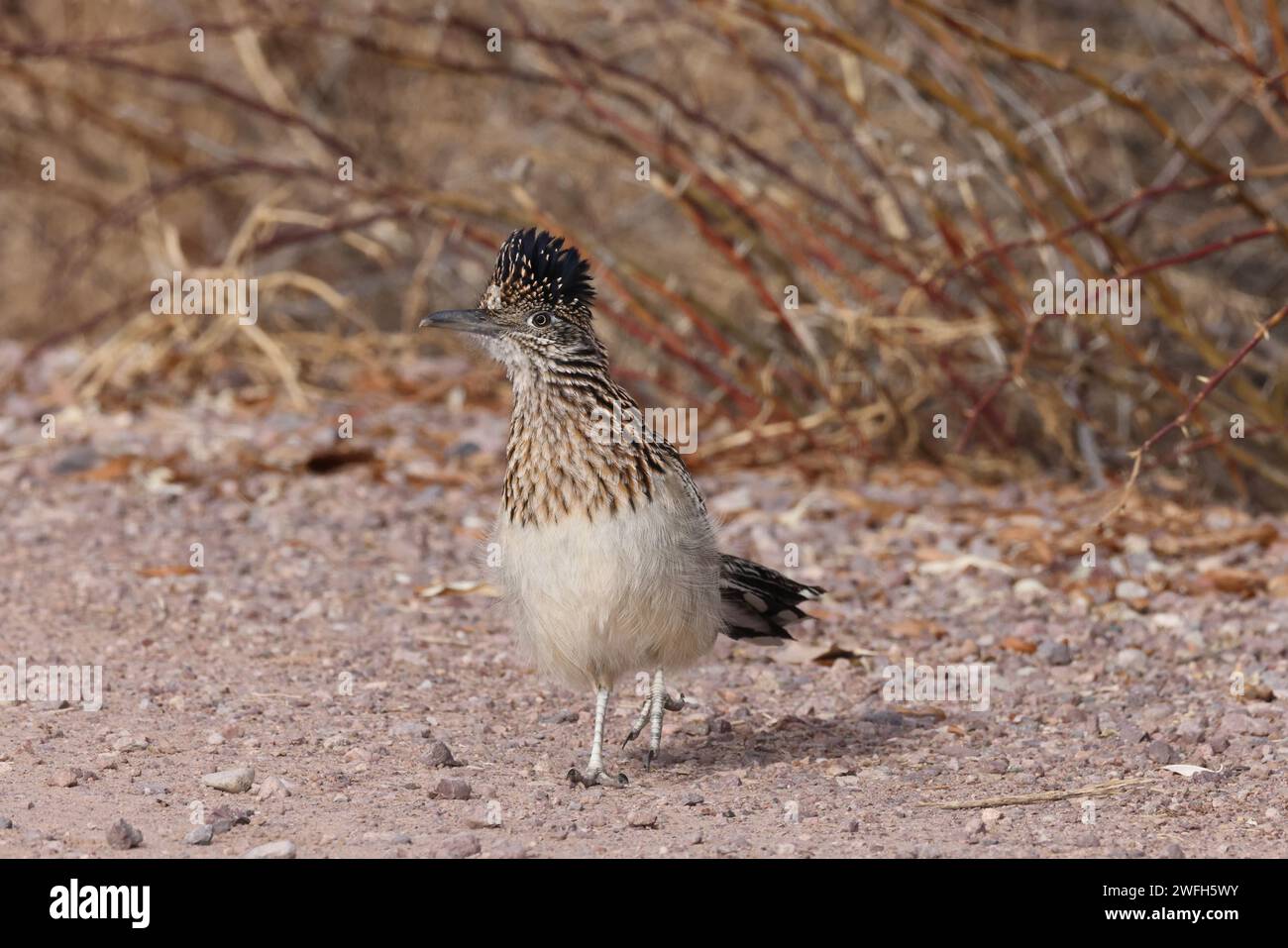 Roadrunner Bosque del Apache Wildschutzgebiet in New Mexico Stockfoto