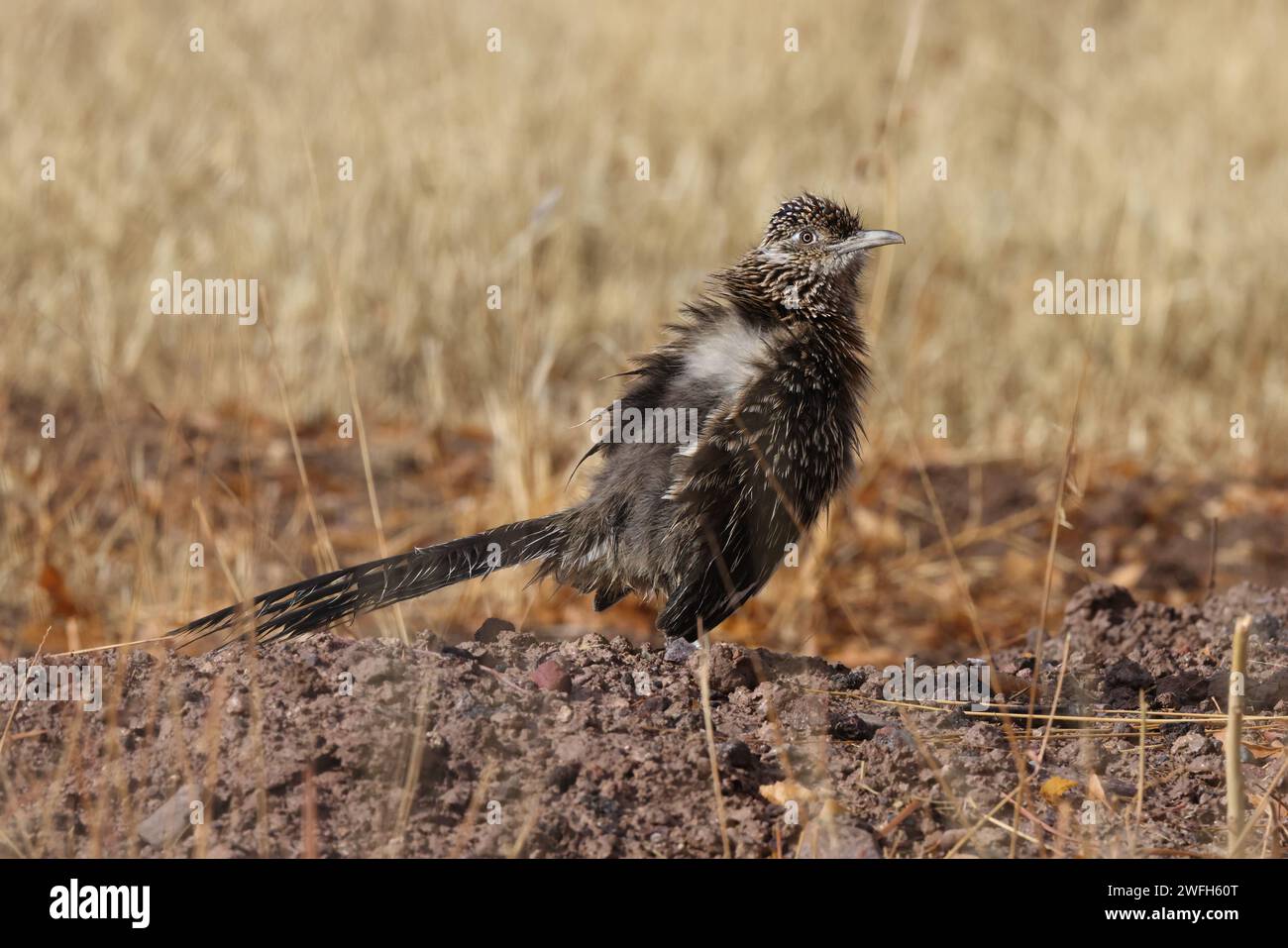 Roadrunner Bosque del Apache Wildschutzgebiet in New Mexico Stockfoto