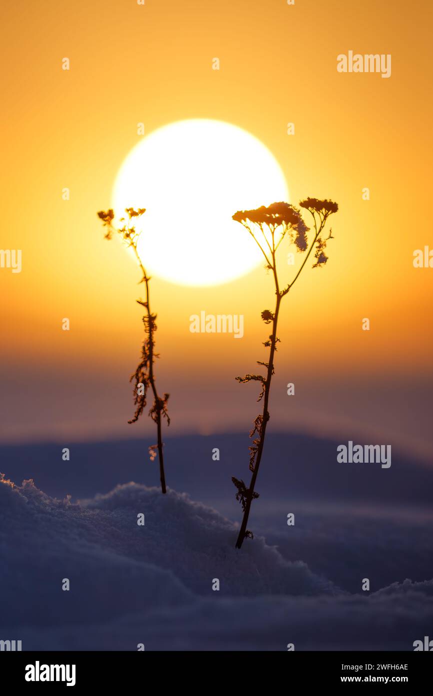 Ein malerischer Blick auf die Silhouetten von Blumen vor der untergehenden Sonne Stockfoto