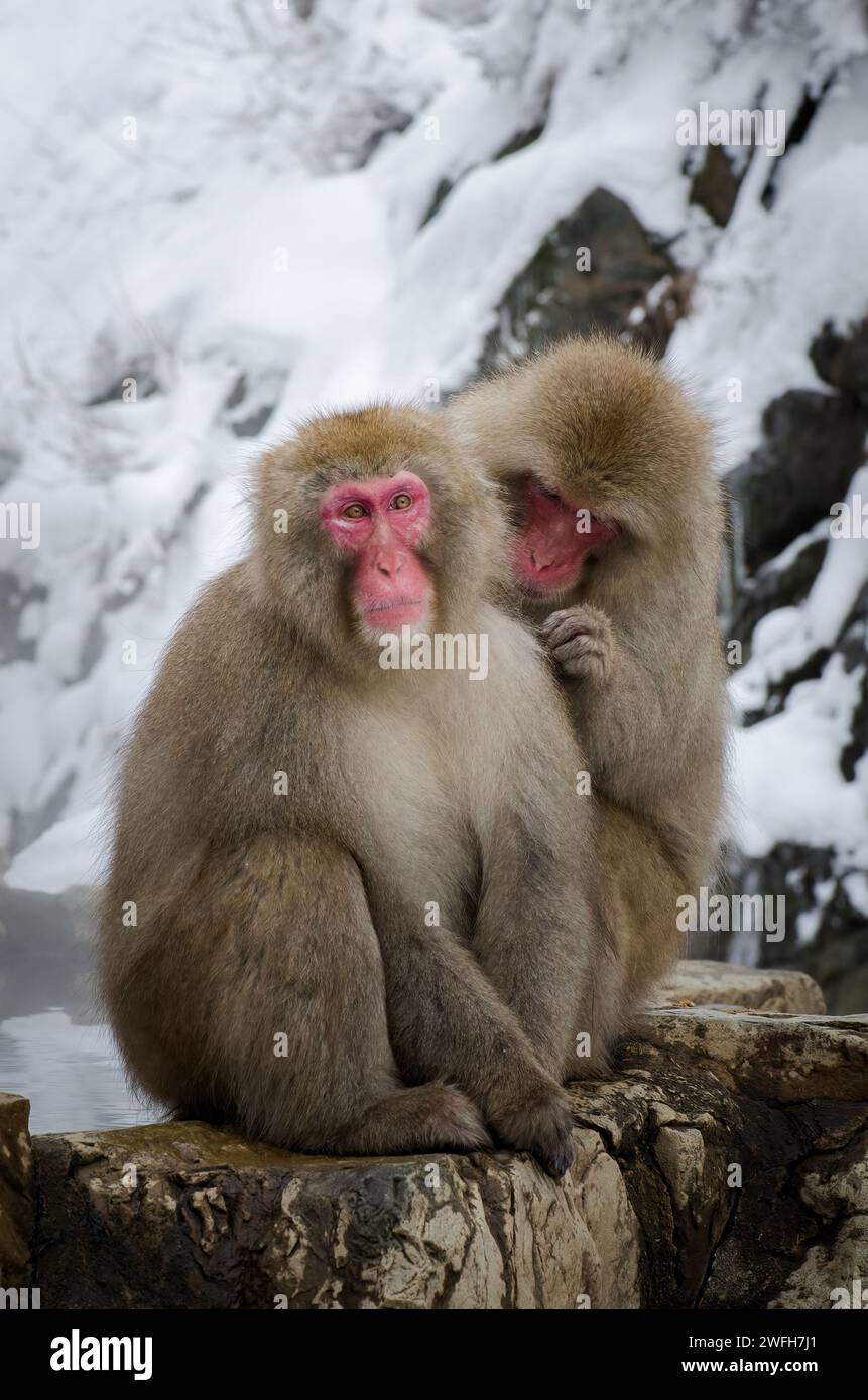 Snowmonkey's im jigokudani Affenpark in japan Stockfoto