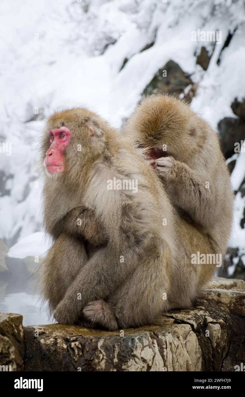 Snowmonkey's im jigokudani Affenpark in japan Stockfoto