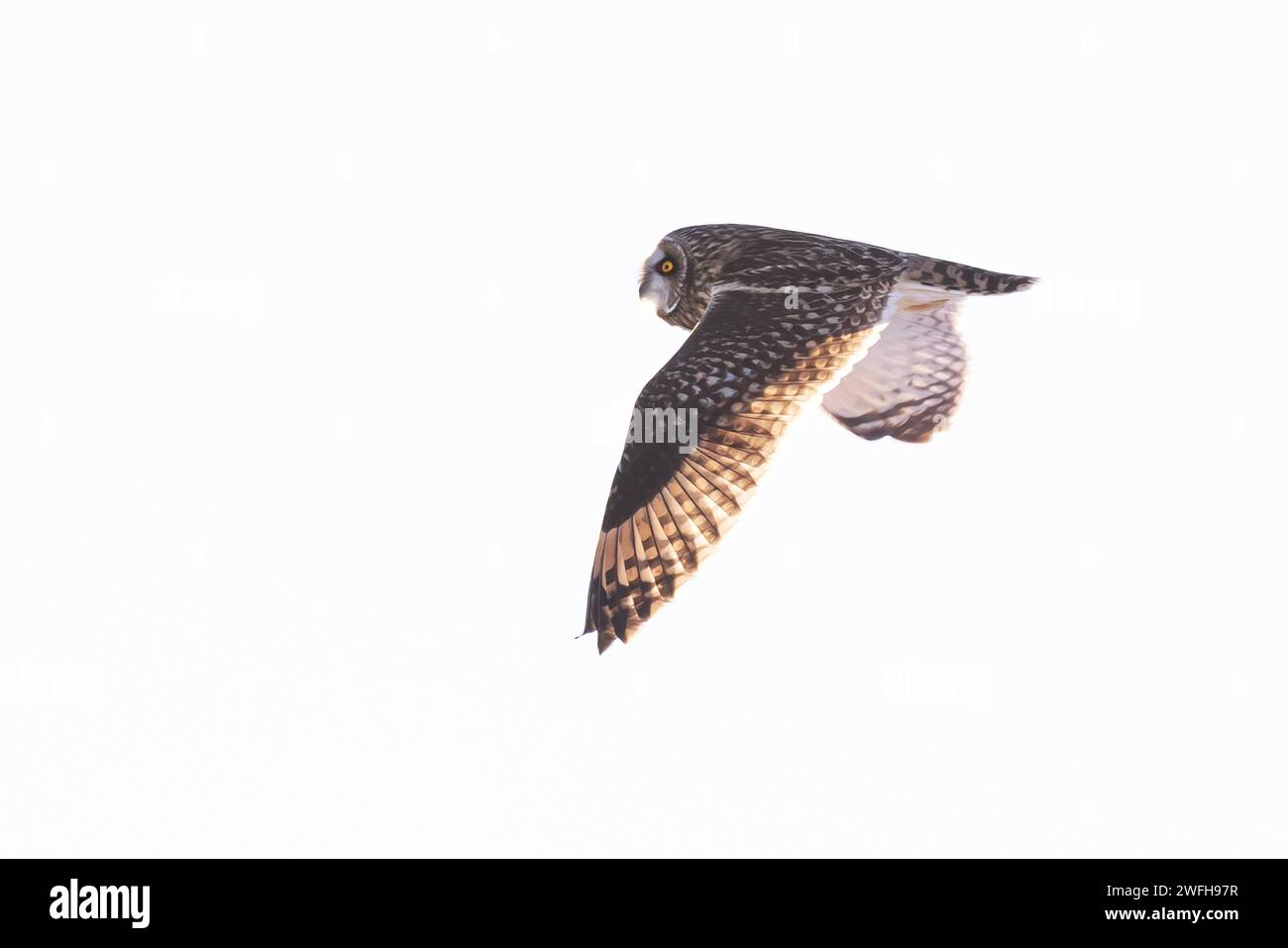 Kurzohr-Eulen jagen über einem schneebedeckten Feld in Kanada bei Sonnenuntergang. Stockfoto