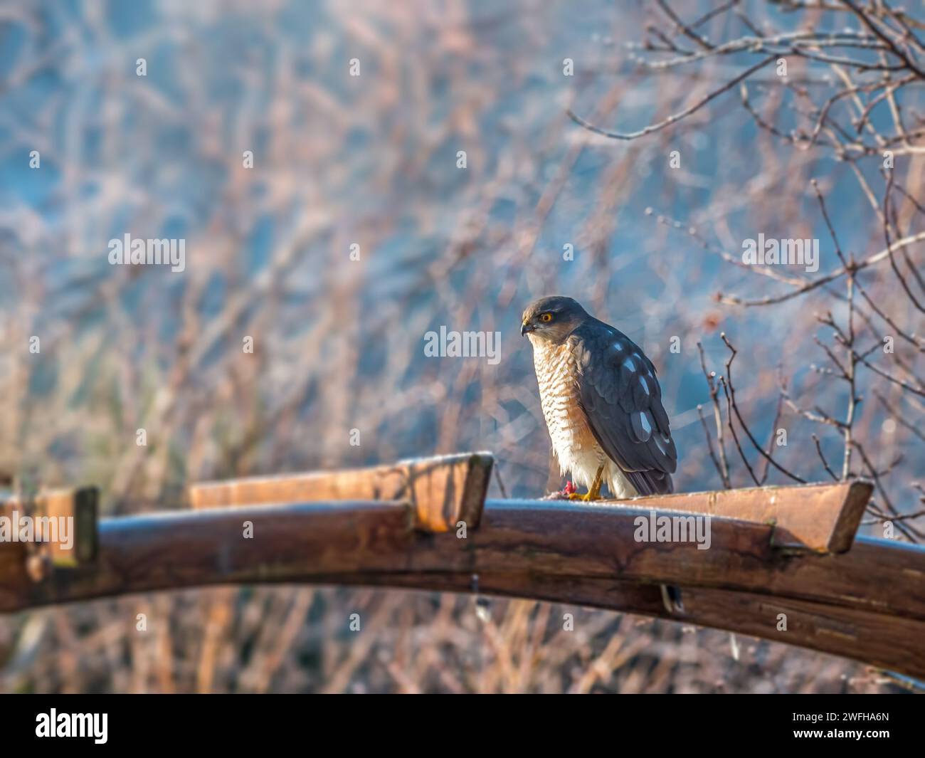 Nahaufnahme von sparrowhawk, der auf Holz sitzt, mit gefangenem Spatzen Stockfoto