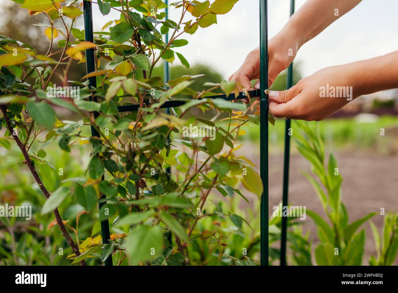 Gärtner, der Pergola aus Metall zum Klettern von Rosenstützen im Frühlingsgarten herstellt. Montieren des Säulenspalters mit der Schraube. Schließen Stockfoto