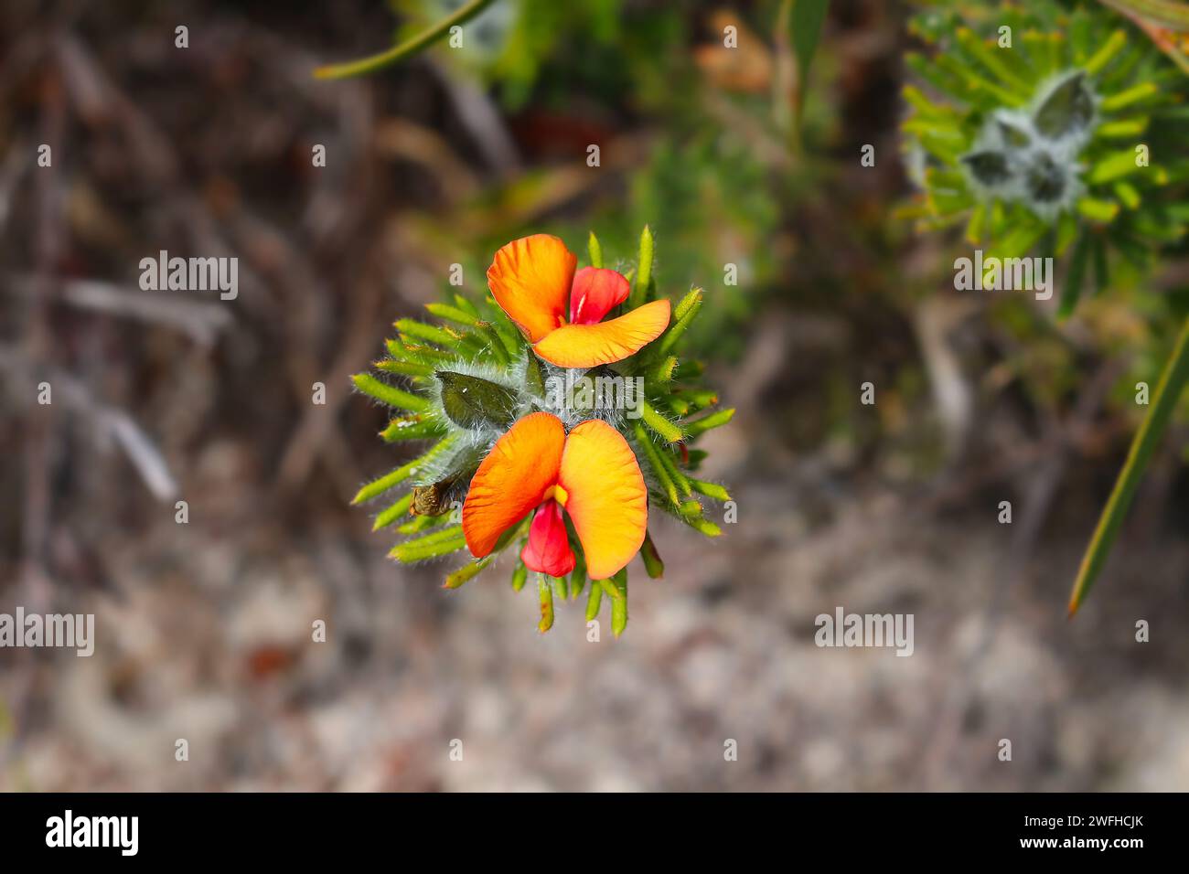 Nahaufnahme von Mop Bushpea (Urodon dasyphyllus) - eine Wildblume, die in Westaustralien endemisch ist (Lesueur National Park) Stockfoto