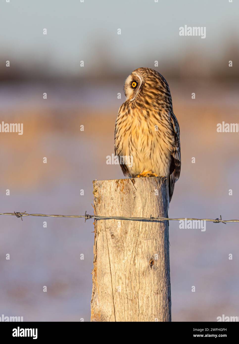 Kurzohr-Eule auf einem Zaunpfosten auf der Jagd über einem schneebedeckten Feld in Kanada Stockfoto