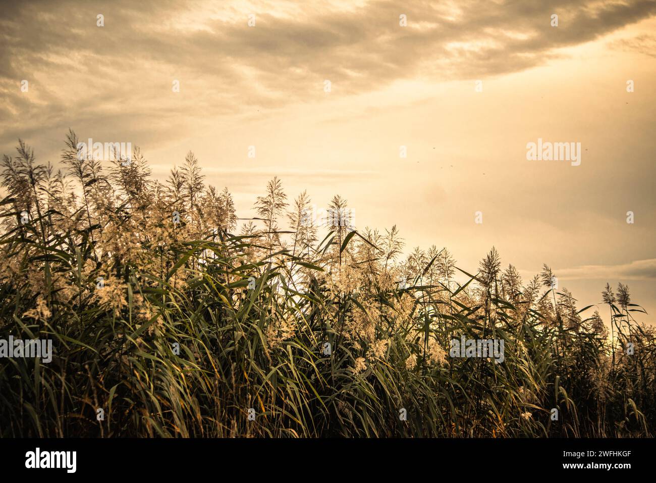 Wilde Pflanzenvegetation auf einem Feld während eines goldenen Sonnenuntergangs Stockfoto